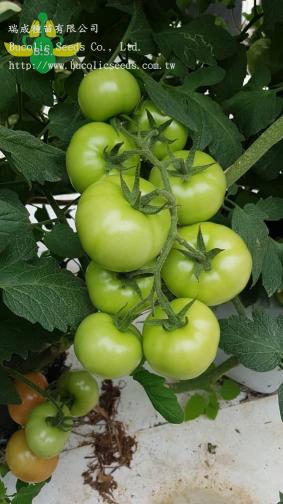 Beef Steak Tomato 9761 - Beef Steak Tomato 9761 (3)